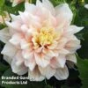 Dahlia 'Break Out' 1 Dahlia 'Break Out' -Perfect Greenery DAHL BREAKOUT S45380