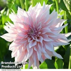 Dahlia 'Café Au Lait Collection' -Perfect Greenery DAHL CAFEAULAI T44276