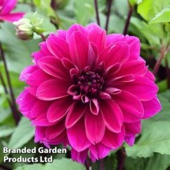 Dahlia 'Dark Diamond Mix' 10 Dahlia 'Dark Diamond Mix' -Perfect Greenery DAHL DINNERPLA W51602