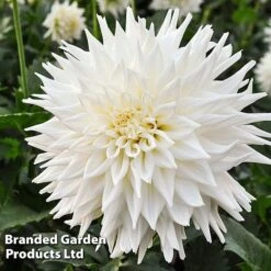 Dahlia 'Beautiful Bouquet Collection' -Perfect Greenery DAHL FLEUREL W51738