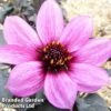 Dahlia 'Happy Days Purple' -Perfect Greenery DAHL HAPDAYSPU1