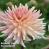 Dahlia 'Henriette' -Perfect Greenery DAHL HENRIETTE S45383