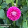 Dahlia 'Jowey Frambo' -Perfect Greenery DAHL JOWEYFRAM S45387
