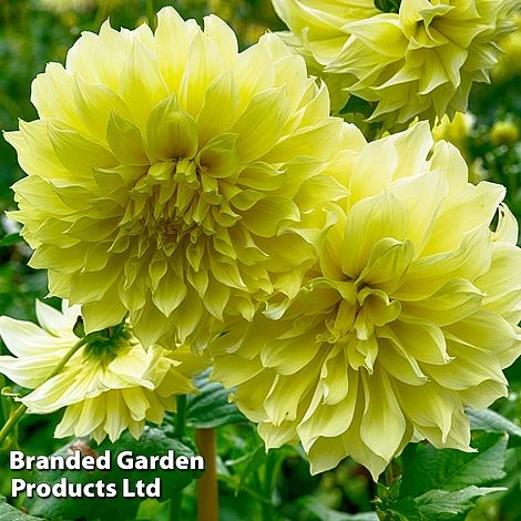 Dahlia 'Dark Diamond Mix' 6 Dahlia 'Dark Diamond Mix' - Image 4