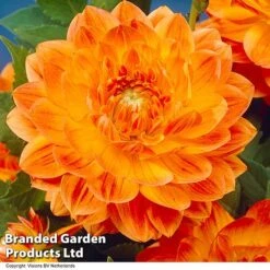 Dahlia 'Perfect Patchwork Collection' 10 Dahlia 'Perfect Patchwork Collection' -Perfect Greenery DAHL ORANGEPER H51724