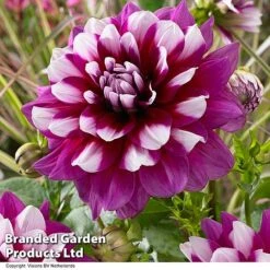 Dahlia 'Perfect Patchwork Collection' 11 Dahlia 'Perfect Patchwork Collection' -Perfect Greenery DAHL PATCHES H51725