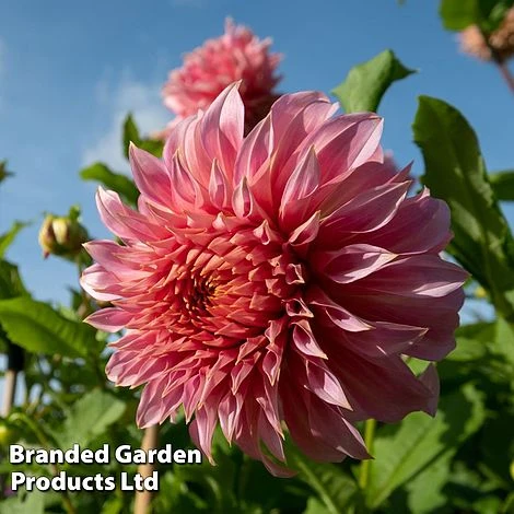 Dahlia 'Dark Diamond Mix' 7 Dahlia 'Dark Diamond Mix' - Image 5