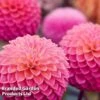 Dahlia 'Pink Suffusion' -Perfect Greenery DAHL PINKSUFFU W50772