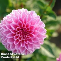 Dahlia 'Perfect Pompom Collection' -Perfect Greenery DAHL POMPOMCOL W51603