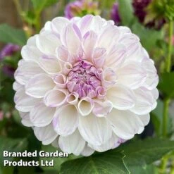 Dahlia 'Perfect Pompom Collection' -Perfect Greenery DAHL POMPOMCOL W51604
