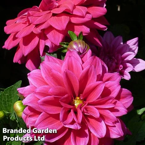 Dahlia Lubega Power Burgundy 3 Dahlia Lubega Power Burgundy