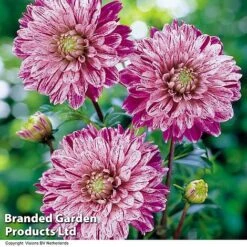 Dahlia 'Perfect Patchwork Collection' 13 Dahlia 'Perfect Patchwork Collection' -Perfect Greenery DAHL SMOKEY H39918