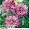 Dahlia 'Smokey' -Perfect Greenery DAHL SMOKEY H399181