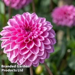 Dahlia 'Beautiful Bouquet Collection' -Perfect Greenery DAHL SWEETLOVE W51729