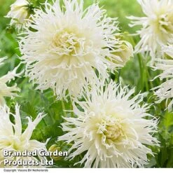 Dahlia 'Tsuku-Yori-No-Shisha'