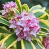 Daphne Odora 'Rebecca' -Perfect Greenery DAPH T79226 A h