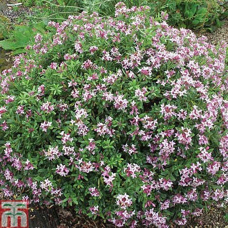 Daphne X Transatlantica 'Pink Fragrance' 4 Daphne X Transatlantica 'Pink Fragrance' - Image 2