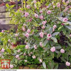 Daphne Odora 'Rogalski' -Perfect Greenery DAPH WKC0234 E