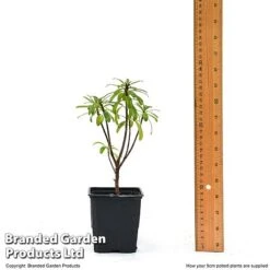 Daphne X Transatlantica 'Pink Fragrance' 7 Daphne X Transatlantica 'Pink Fragrance' -Perfect Greenery DAPH PINKFR9CM T45492