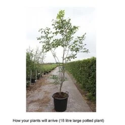Davidia Involucrata Var. Vilmoriniana -Perfect Greenery DAVI T68334 B h