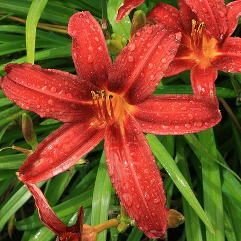Hemerocallis 'Crimson Pirate' 3 Hemerocallis 'Crimson Pirate'