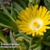 Delosperma Congestum 2 Delosperma Congestum -Perfect Greenery DELO CONGESTUM W44945