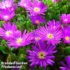 Delosperma Aberdeenense 'Hot Pink' -Perfect Greenery DELO HOTPINK1