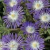 Delosperma 'Stardust' -Perfect Greenery DELO STARDUST S26530