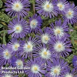 Perfect Greenery -Perfect Greenery DELO STARDUST S26532