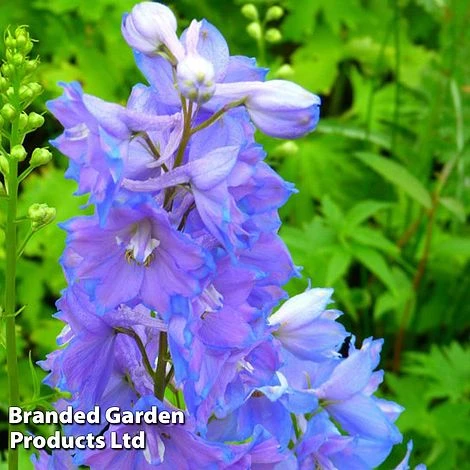 Delphinium Magic Fountain Sky Blue 3 Delphinium Magic Fountain Sky Blue