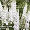 Delphinium Galahad -Perfect Greenery DELP KA5058 A