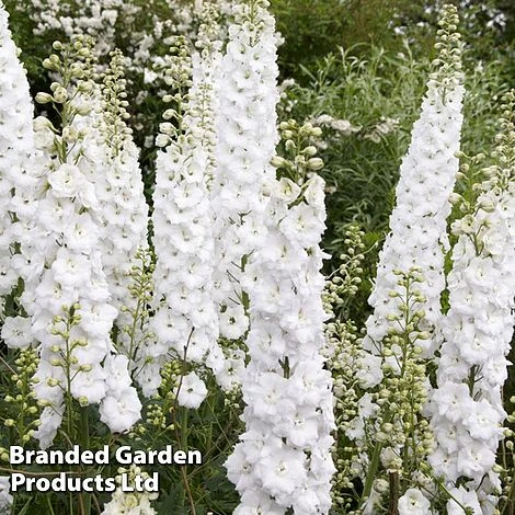 Delphinium Galahad 3 Delphinium Galahad