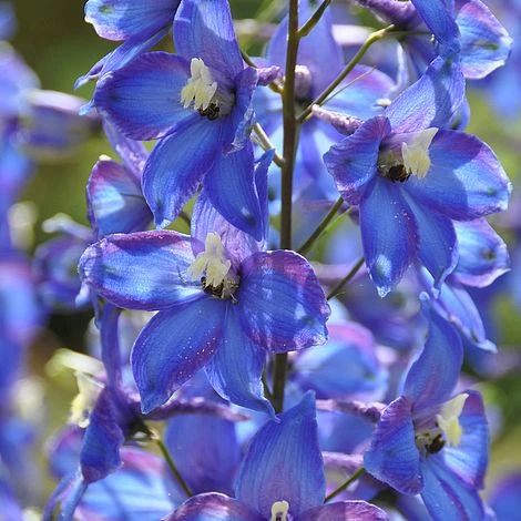 Delphinium 'Blue Bird' (Pacific Hybrid) 3 Delphinium 'Blue Bird' (Pacific Hybrid)