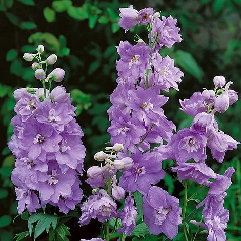 Delphinium 'Cameliard' (Pacific Hybrid) 3 Delphinium 'Cameliard' (Pacific Hybrid)