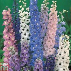 Delphinium 'Magic Fountains Mixed' -Perfect Greenery DELP T74428 A h