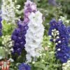 Delphinium 'Magic Fountains Mixed' -Perfect Greenery DELP T74428 C