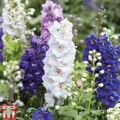 Delphinium 'Magic Fountains Mixed'