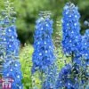 Delphinium 'Summer Skies' (Pacific Hybrid) -Perfect Greenery DELP SUMRSKIES L06954W