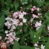 Deutzia × Rosea 'Yuki Cherry Blossom' -Perfect Greenery DEUT TKA3106 B