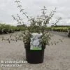 Deutzia Monbeigii -Perfect Greenery DEUT MONBEIGII S45429