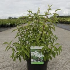 Deutzia Pulchra -Perfect Greenery DEUT PULCHRA S45430 NOW