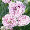 Dianthus 'Capitan Marco' -Perfect Greenery DIAN KC9161 A