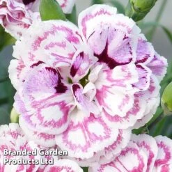Dianthus 'Capitan Marco' 5 Dianthus 'Capitan Marco' -Perfect Greenery DIAN KC9161 B