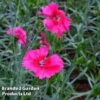 Dianthus 'Cosmopolitan' -Perfect Greenery DIANTHUS COSMOPOLITA