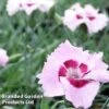 Dianthus 'Cherry Daiquiri' -Perfect Greenery DIANTHUS DAIQUIRI
