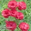 Dianthus 'Houndspool Cheryl' -Perfect Greenery DIANTHUS HOUNDSPOOL