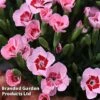 Dianthus 'Peach Party' 2 Dianthus 'Peach Party' -Perfect Greenery DIANTHUS PEACH