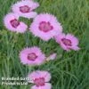 Dianthus 'Shirley Temple' -Perfect Greenery DIANTHUS SHIRLE