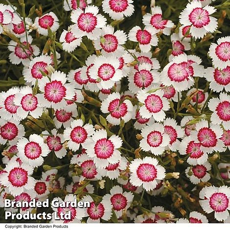 Dianthus Deltoides 'Arctic Fire' 3 Dianthus Deltoides 'Arctic Fire'