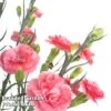 Dianthus 'Scent First Romance' -Perfect Greenery DIAN FIRSTROMA L44956